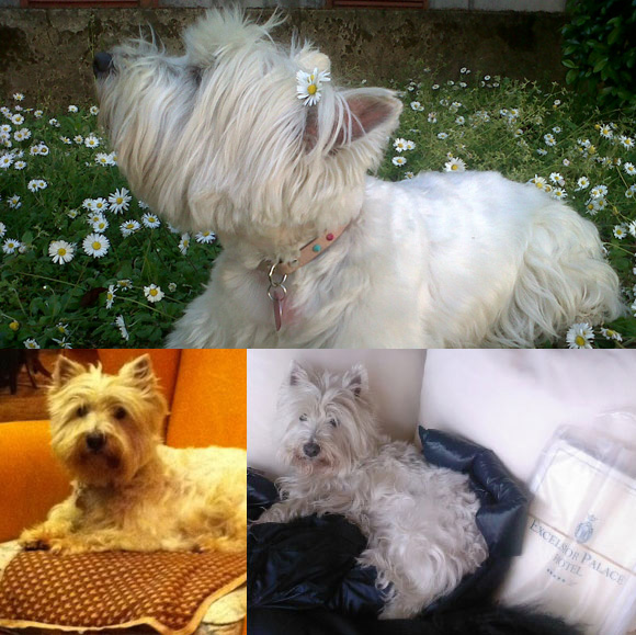 bratto